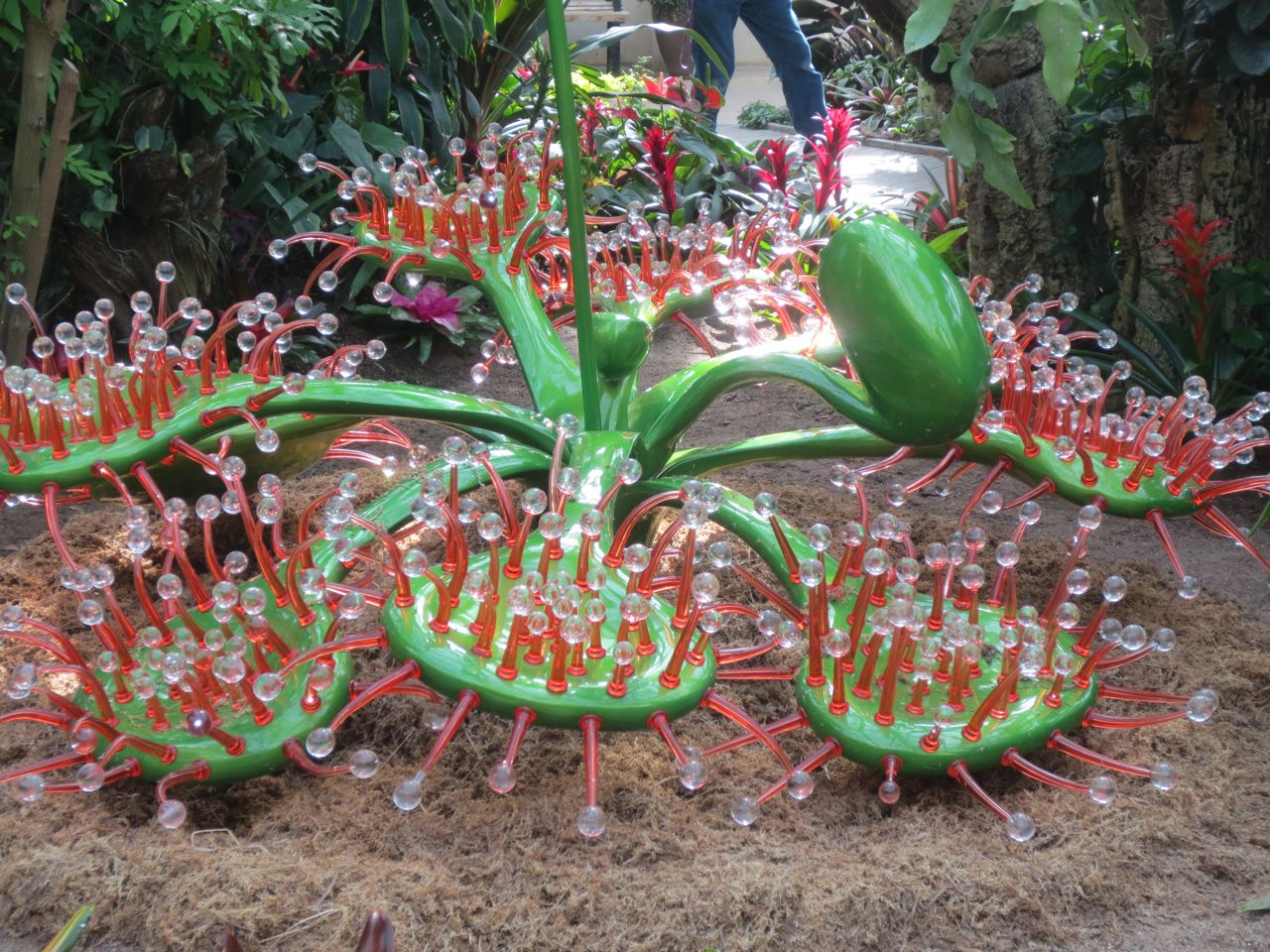 Sundew Drosera Sculpture Savage Gardens Exhibit Carnivorous Plants